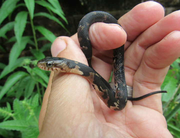 Broadbanded Water Snake